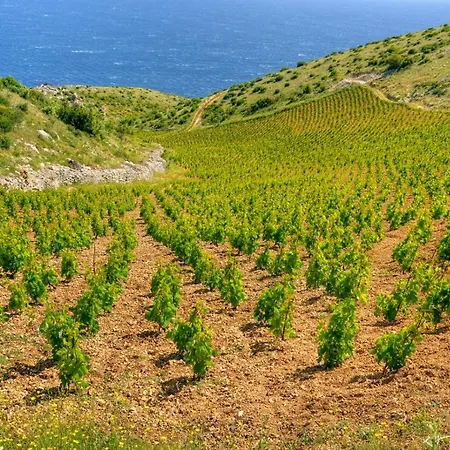 Gostinjska kuća In With Sea View, Terrace, Air Conditioning, Wi-fi *